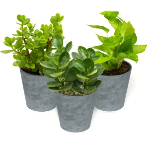 About Space Planter Pot-7 Inch Plastic Flower Pots With Drain Hole For Succulents,Foliage Plants-Artificial Cement Planter Pot For Indoor,Outdoor,Balcony,Garden,Home Decor,Office (3 Pack) - Multicolor